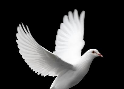 چرا کبوتر پرنده صلح است؟