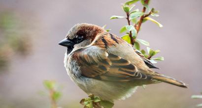 Attracting beneficial birds to the garden We arm ourselves with water machines