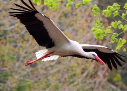 What does it mean if storks fly over the house?