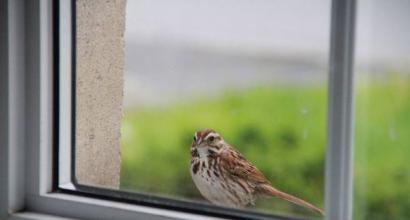 თუ ჩიტი დააკაკუნებს ფანჯარაზე