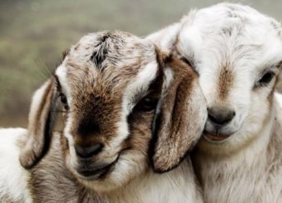 تجارت گوسفند: اصول کشاورزی