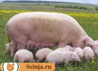 Pig farming is a profitable business for those who are not afraid of work